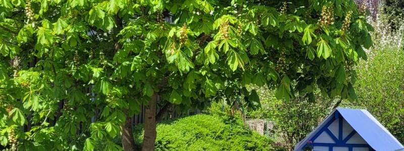 Ein Außenbereich mit mehreren Tischen und bunten Stühlen steht unter einem großen Kastanienbaum, während im Hintergrund ein kleines blau-weißes Spielhaus zu sehen ist.
