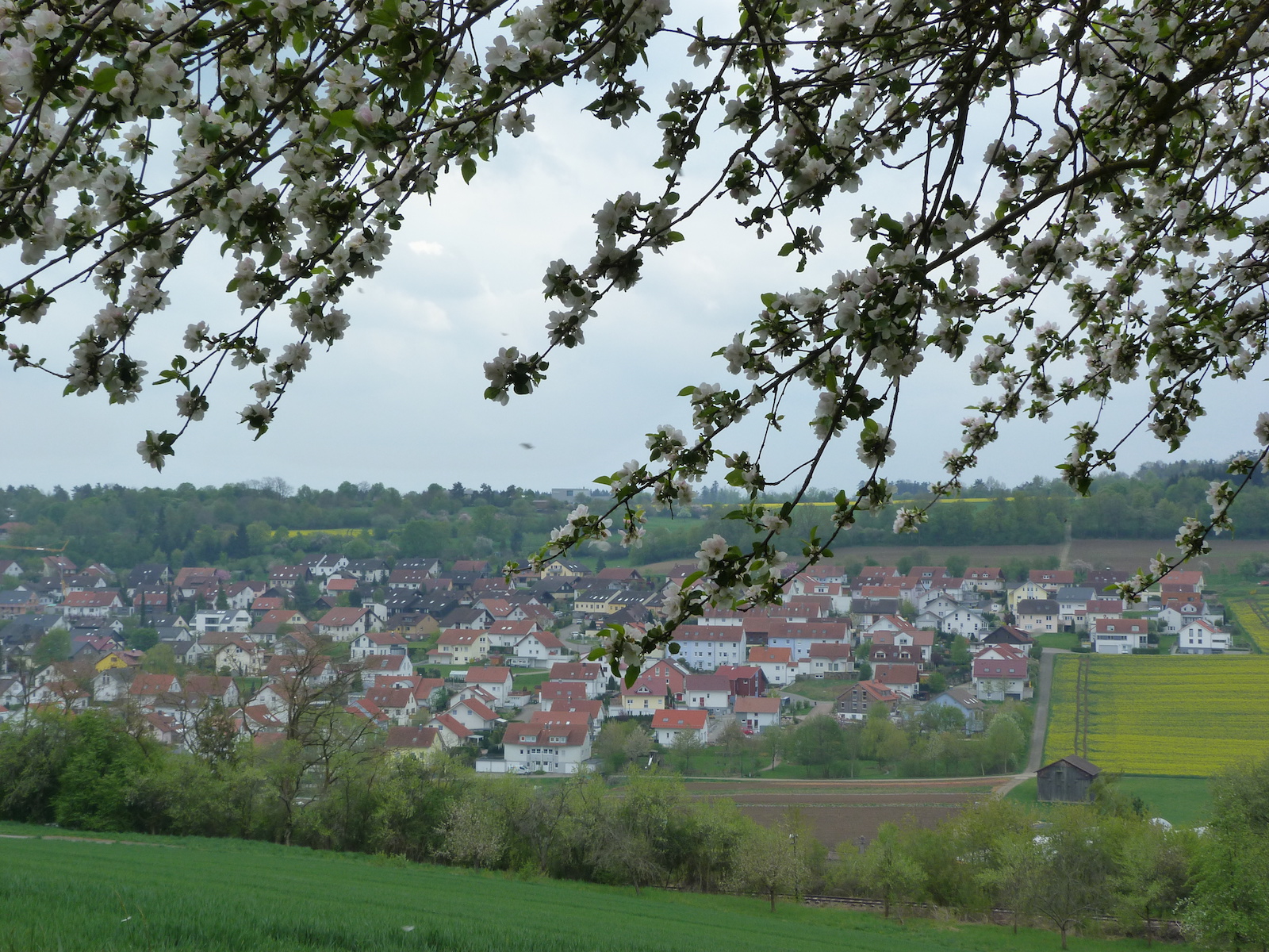  Blick auf Ostelsheim 