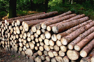 Brennholzversteigerung 2023